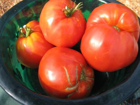 Palestinian Tomato Online now