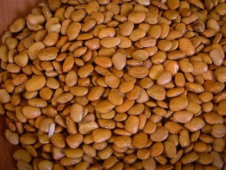 Tepary Bean (Brown Tepary) Online