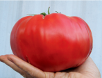 Brandywine Tomato For Cheap