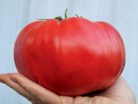 Brandywine Tomato For Cheap