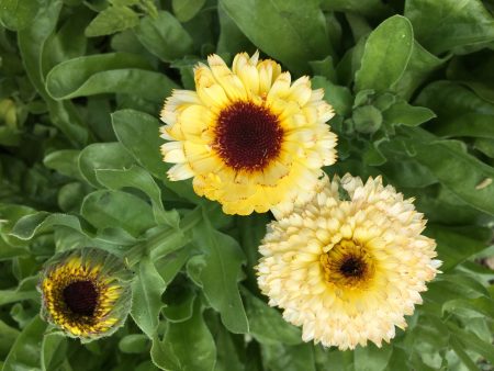 Snow Princess Calendula For Cheap