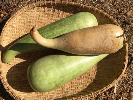 Bottle Gourd For Cheap