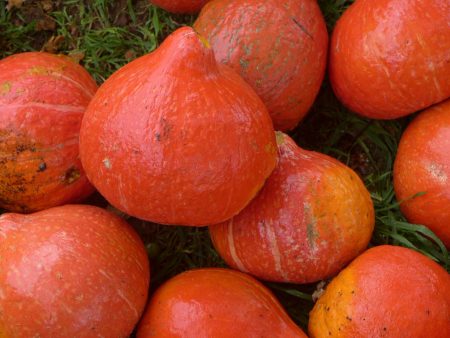 Red Kuri Squash Supply