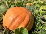 Big Max Pumpkin Hot on Sale