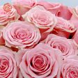 Brad s Deals Exclusive Roses with Free Shipping For Sale