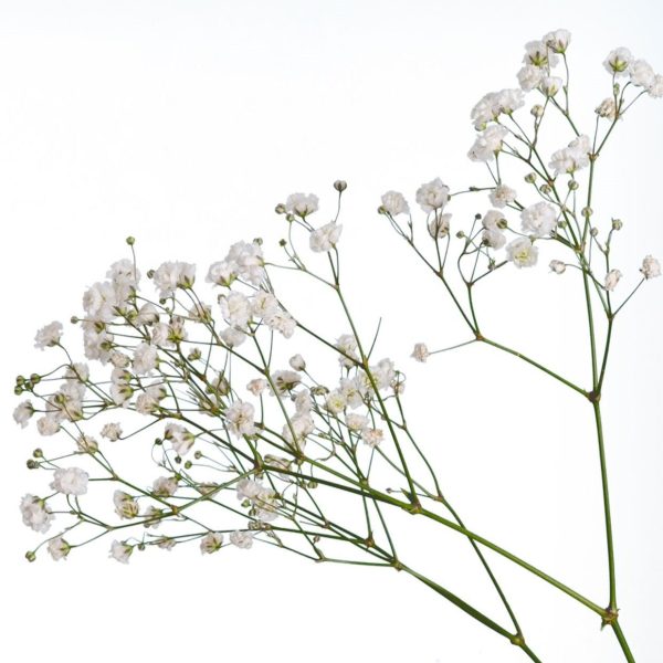 Baby s Breath (Addon) Online