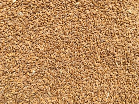 Crimean Winter Wheat For Sale