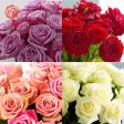 Bank of America Exclusive: Farmer s Choice Roses plus Free Shipping For Cheap