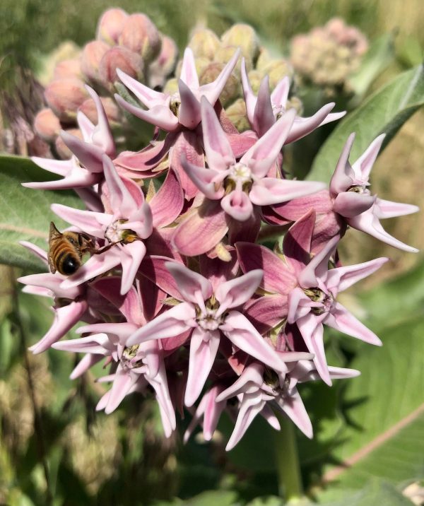 Showy Milkweed For Discount