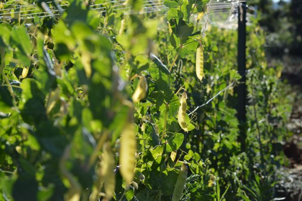 Golden Sweet Snow Pea Fashion