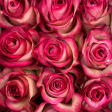 Assorted Bi-Color Long Stem Roses (Add On) Discount