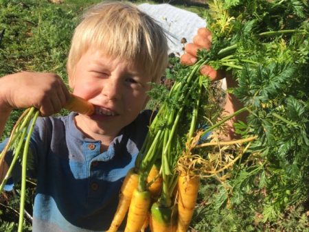 Yellowstone Carrot Online