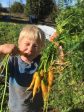 Yellowstone Carrot Online