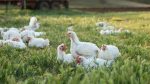 Pasture Raised Bulk Chicken Online now