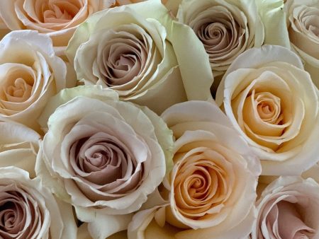 24 Cream Luxury Long Stem Roses For Cheap