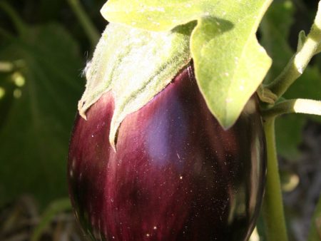 Black Beauty Eggplant Discount