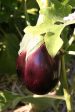 Black Beauty Eggplant Discount