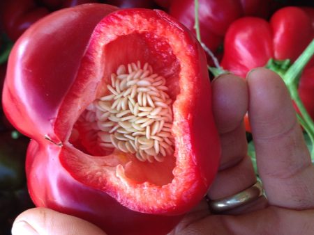 Amish Pimiento Sweet Pepper on Sale