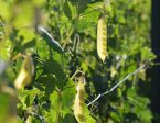 Golden Sweet Snow Pea Fashion