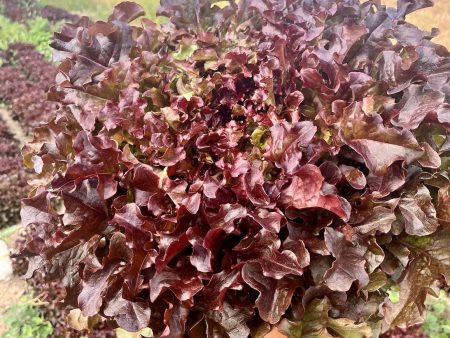 Mascara Lettuce on Sale