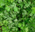 Italian Flat Leaf Parsley Supply