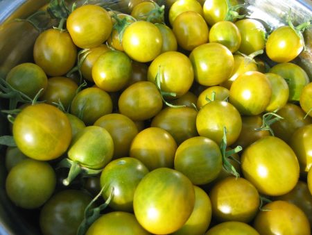 Green Grape Cherry Tomato For Sale