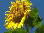 Russian Mammoth Sunflower For Cheap