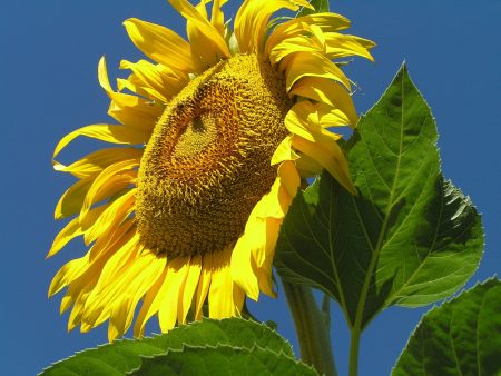 Russian Mammoth Sunflower For Cheap