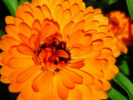 Calendula For Sale