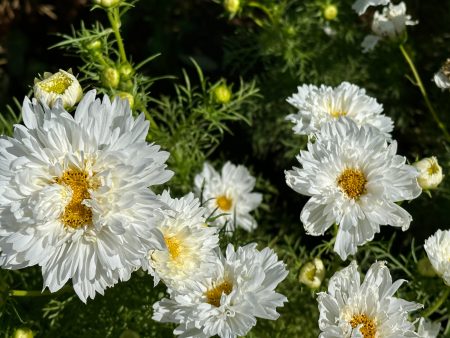 Double Click Snow Puff Cosmos For Sale