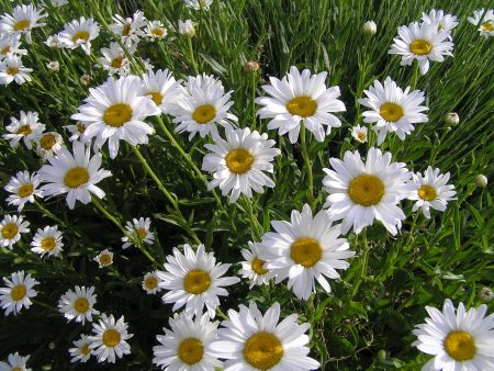 Shasta Daisy Discount