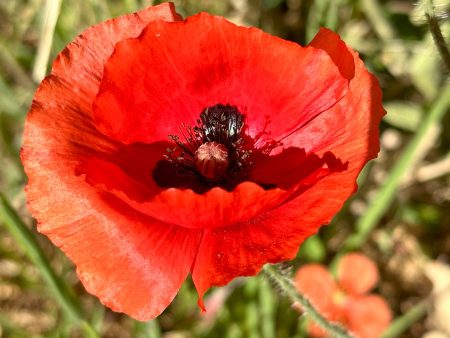 Flanders Corn Poppy on Sale