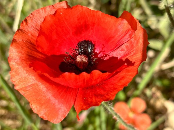 Flanders Corn Poppy on Sale