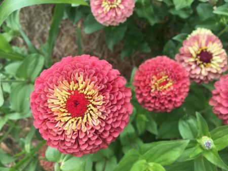 Queen Lime Red Zinnia Online Hot Sale