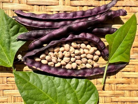 Carolina Crowder Cowpea For Sale