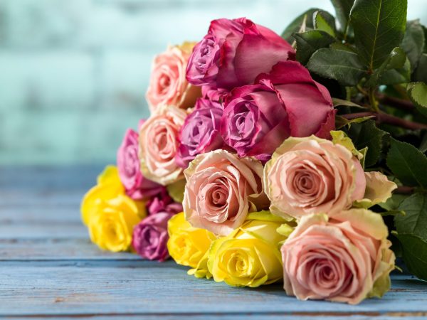 24 Farmers Choice Luxury Roses + Shipping Online now