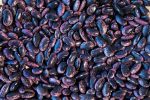 Scarlet Runner Bean Online Hot Sale