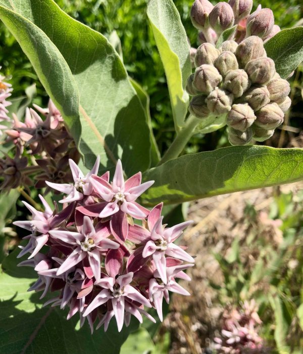 Showy Milkweed For Discount