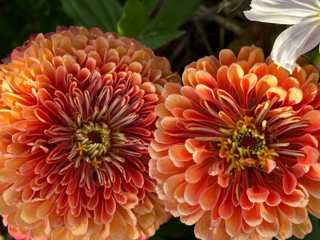 Salmon Rose Zinnia Online now