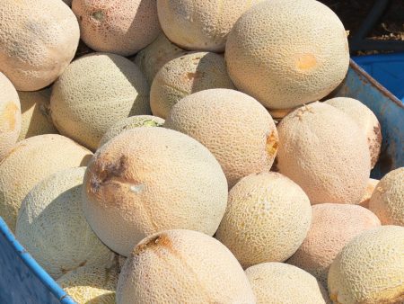 Blenheim Orange Muskmelon Discount