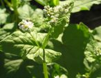 Buckwheat For Sale