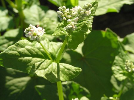 Buckwheat For Sale