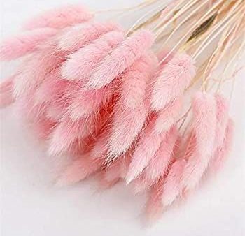 Bunny Tail Light Pink (20 Stems) Fashion