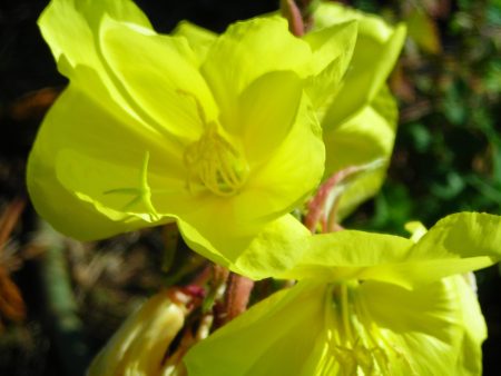 Evening Primrose Sale