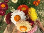 Strawflower Mix Cheap