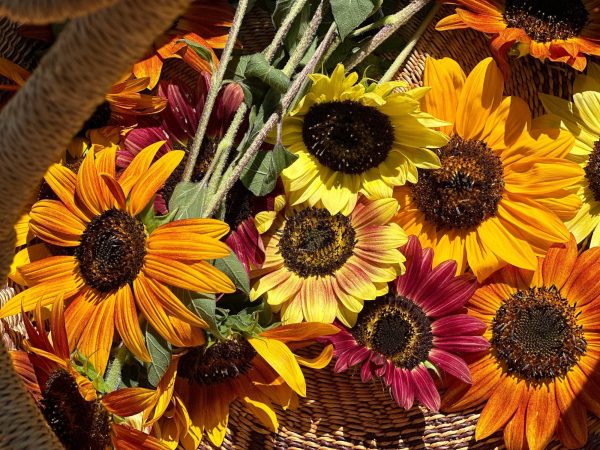 Eel River Sunflower on Sale