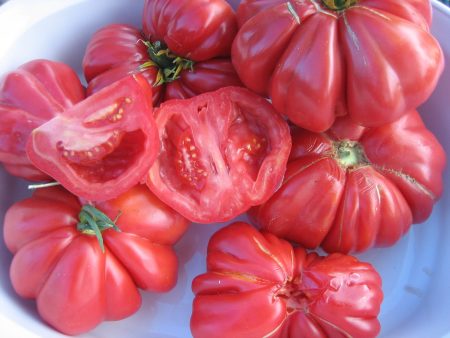 Zapotec Tomato Hot on Sale