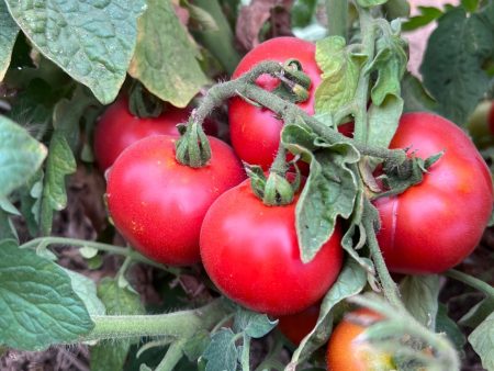 Czech Bush Tomato Discount