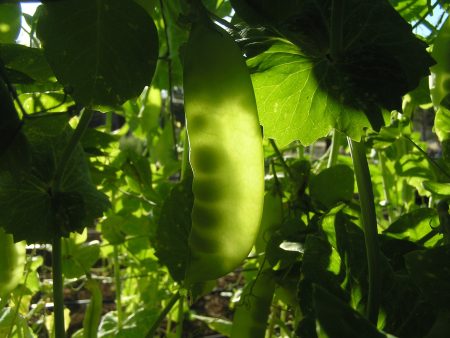 Green Beauty Snow Pea For Sale