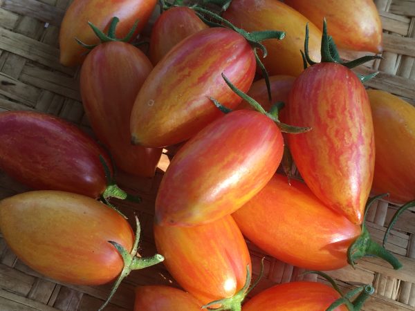 Blush Tomato Online now